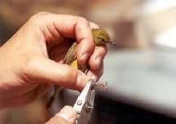 Banding for health of Solstice Canyon