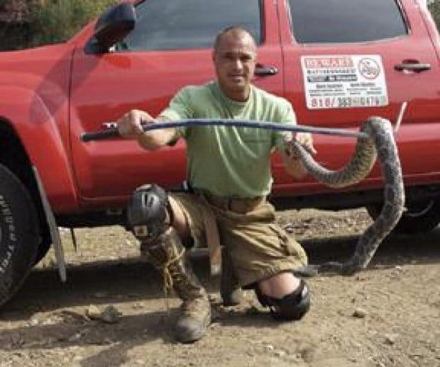 Malibu's season of the snake