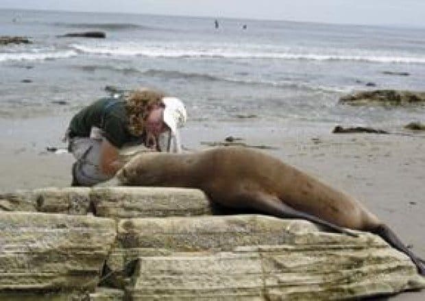 Domoic acid poisonings worst in years