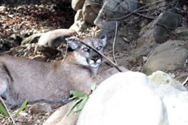 Mountain lion kills deer on Pepperdine campus