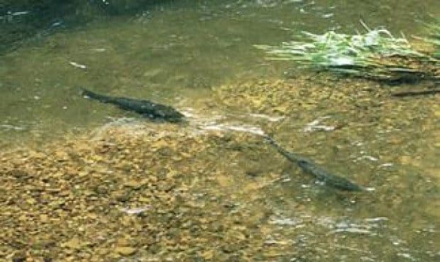 Southern steelhead trout return