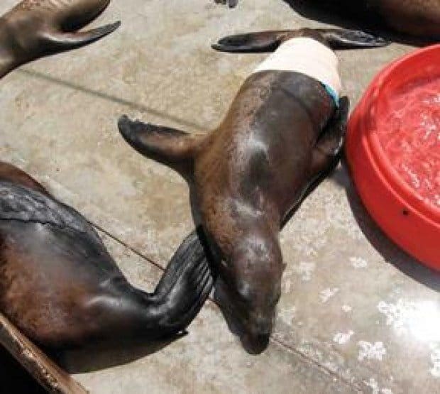 White shark prey-sea lions to humans?