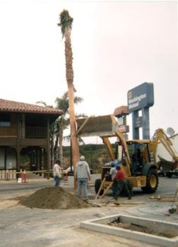 Point Dume palm trees cause uproar