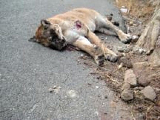 Mountain lion killed