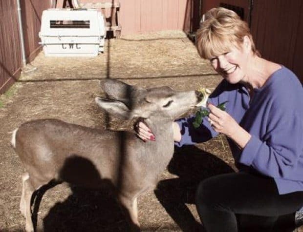 California Wildlife Center running on empty