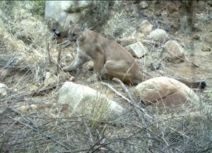 NPS documents puma crossing 101 for first time