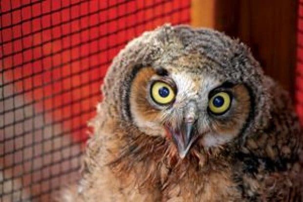 Walk on the Wild Side for animals