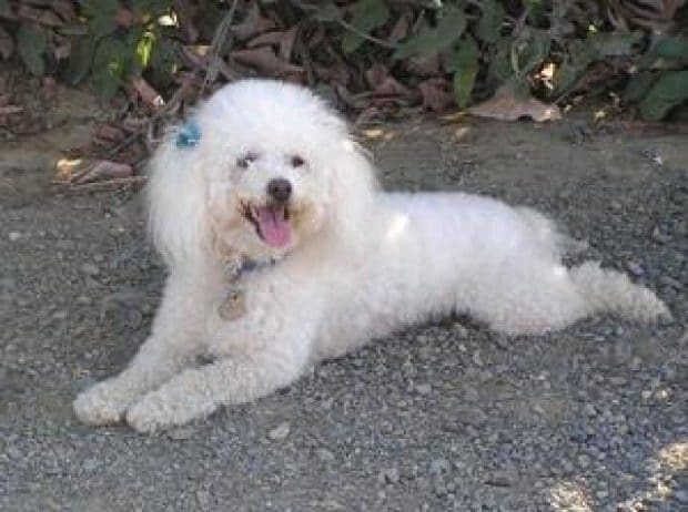 Little dog lost, then found using unique tactic