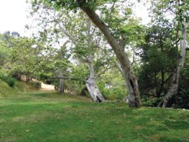 Reconnecting with nature