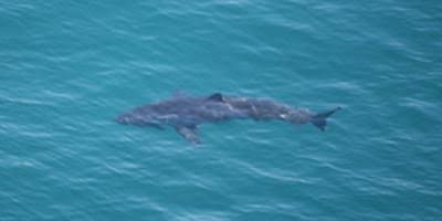 Shark sighting has no effect on beach crowds
