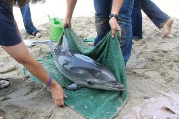 Dolphin rescue underscores wildlife rescue organization's importance