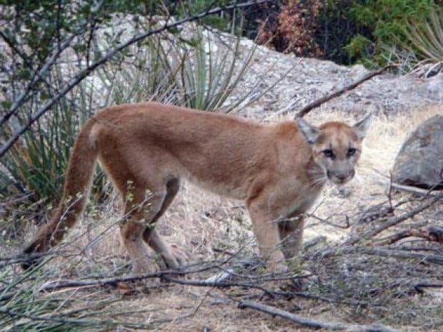 A mountain lion's share of attention