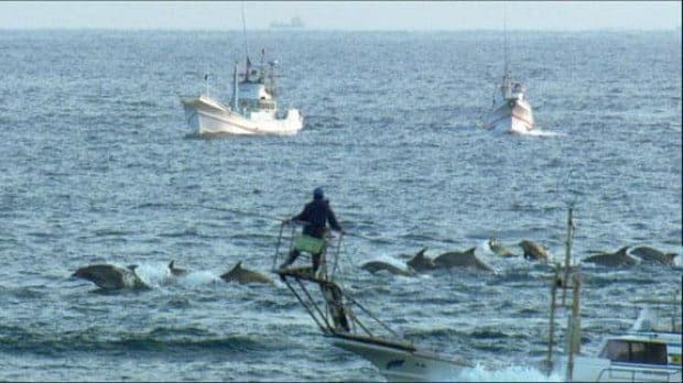 A film's aim to end dolphin slaughter