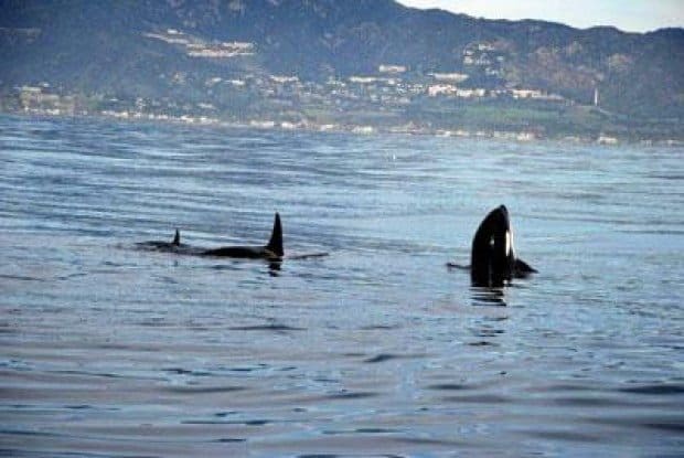 Orca whales seen off Malibu's coast