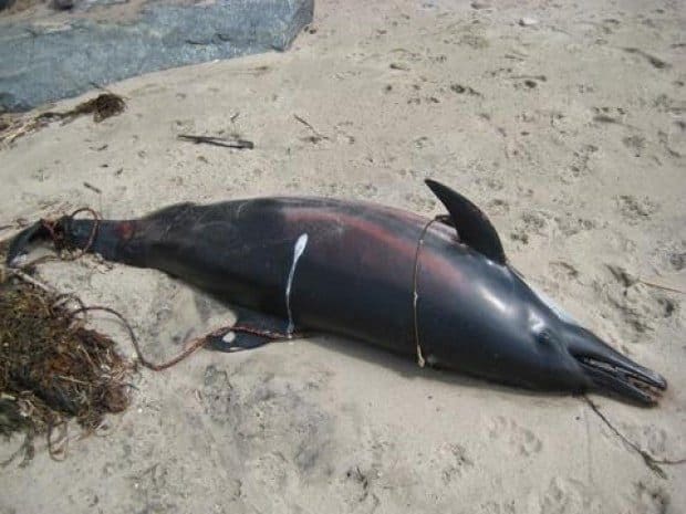 Dolphins wash ashore in Malibu