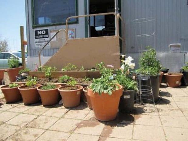 In its loss, a community garden grows in support
