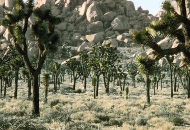 Joshua Tree National Park-75 years of inspiration