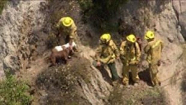 Firefighters honored for rescuing dogs from cliff