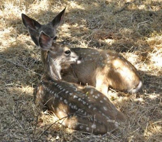 Wildlife center caters to animals of all types