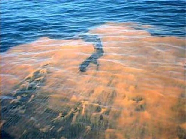 Red tide hits local beaches