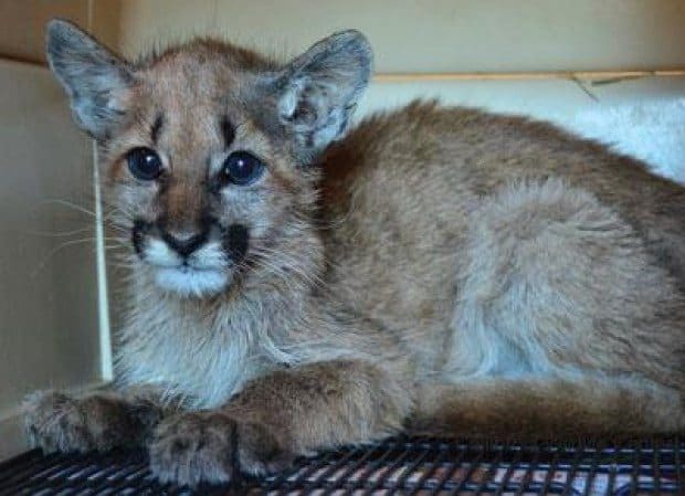 Motherless cubs find happy ending