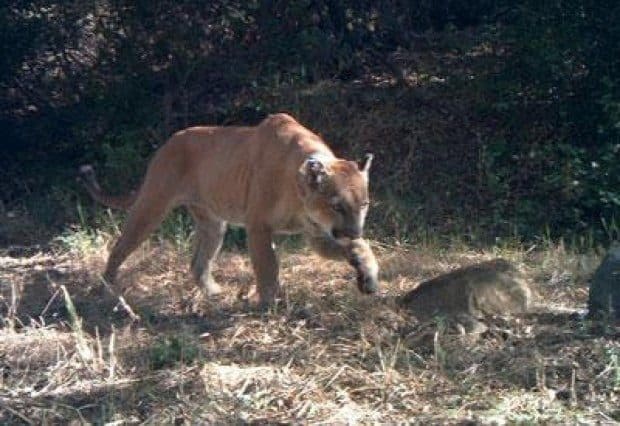 Mountain lion numbers decreasing in Santa Monica Mountains