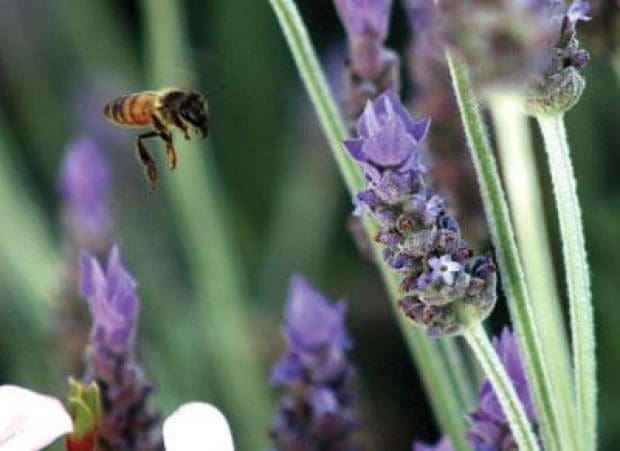 The Incomparable Honeybee