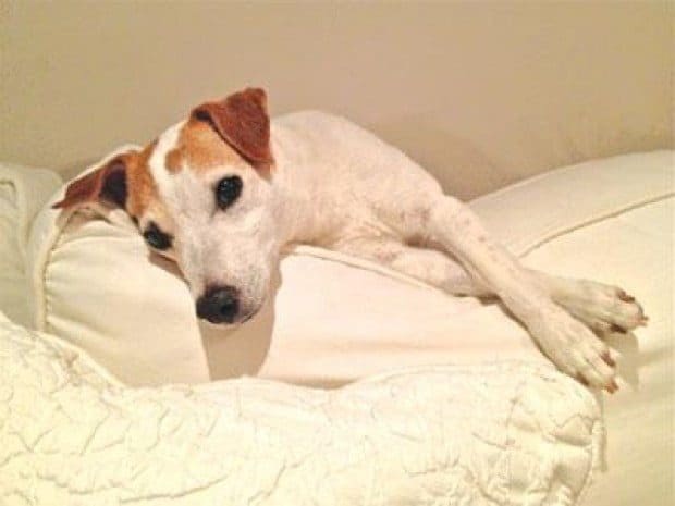 Malibu dog gets second chance