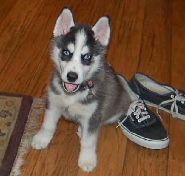 How a puppy led us to the Iditarod