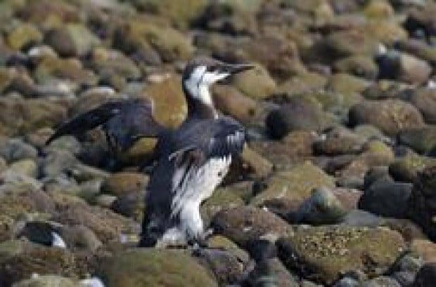 Oil leak poses problems for birds
