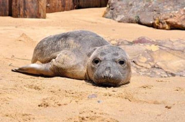 When animals wash ashore