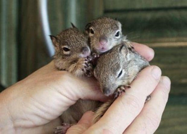 Furry friends get helping hand