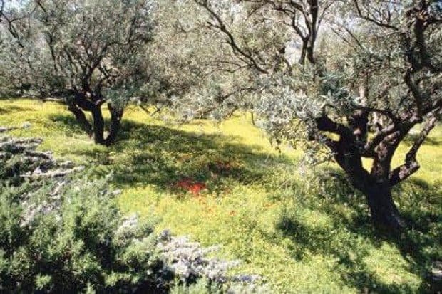 The Magnificent Tree of Peace