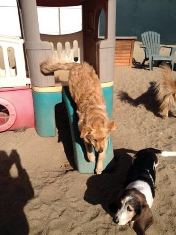 Lifestyles of the furry and frenetic
