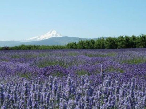 Travel: Oregon’s Fruit Loop is a trip
