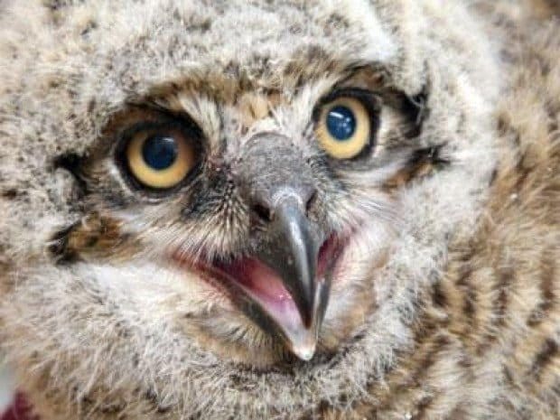 CWC gets “wild” with fundraiser