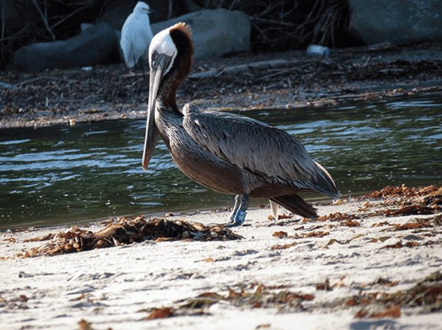 The great pelican contest