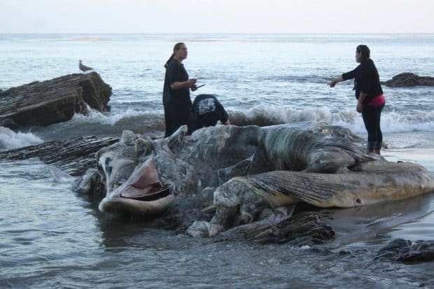Residents pay to have whale towed