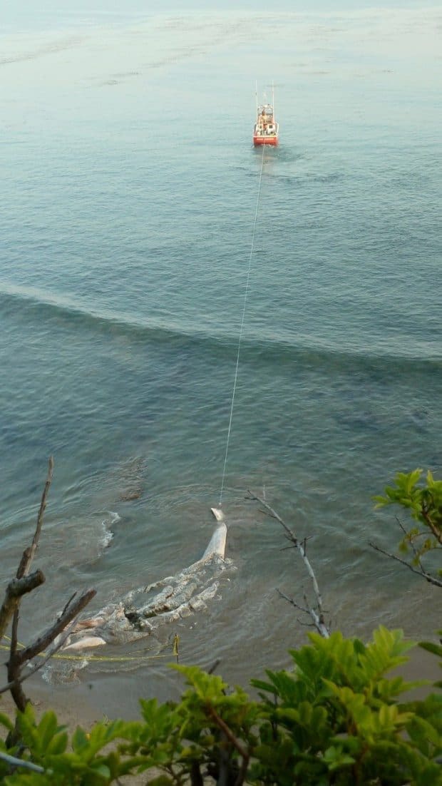 Beaching leaves a whale of a mess at Little Dume