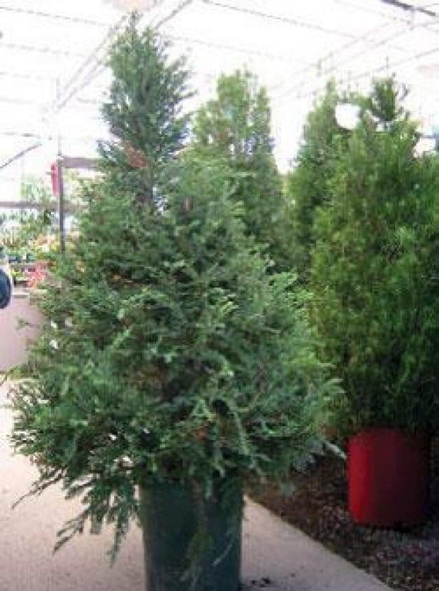 Guest Column: Planning for safe and happy holidays