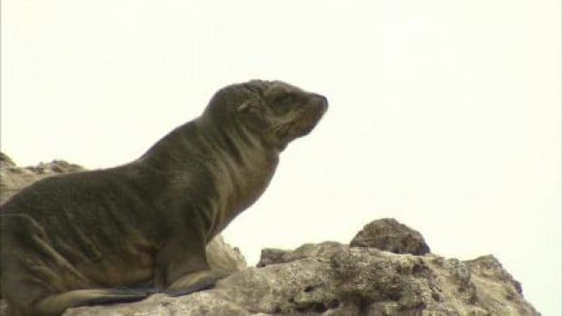 More sea lion pups wash up on local beaches