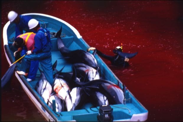 Time to end the war against dolphins