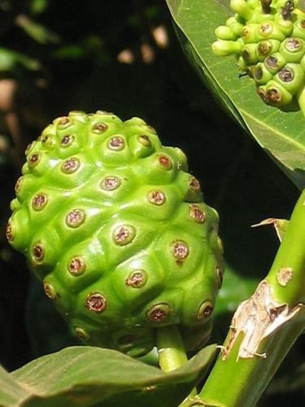 South Pacific noni plant, nature's answer to pain relief