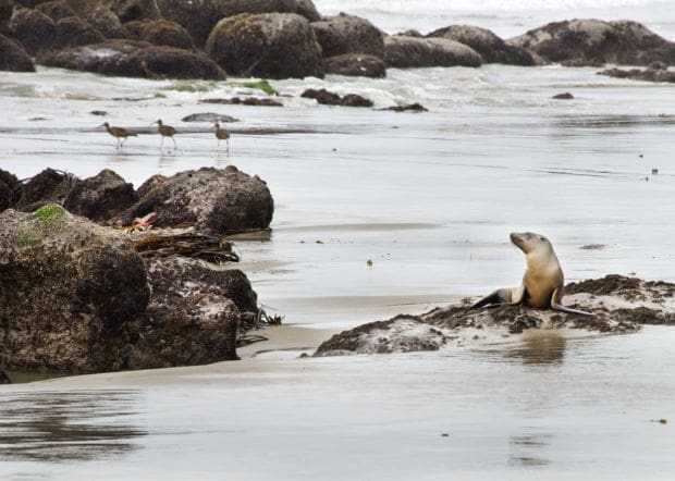 Starving sea lions beaching in record numbers