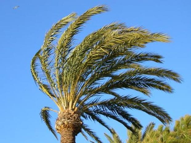 Heavy winds rip through Malibu, cause surf and wind advisories