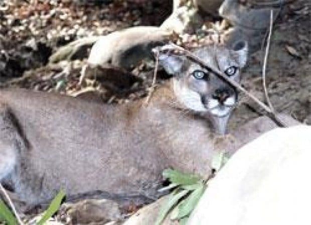 Council to consider resolution against sale of rat poison