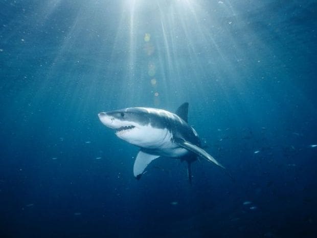 Great white shark won't become federally endangered species