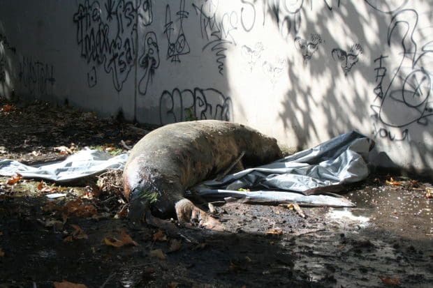 Dead elephant seal found at Corral Canyon Beach