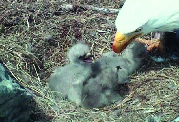 Film shows eagles’ return to Malibu