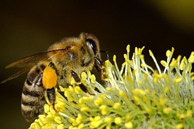 Keeping the Bees Buzzing
